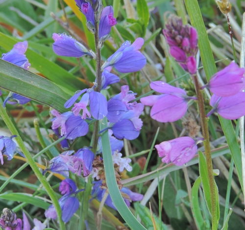 cenci viola - Polygala sp.